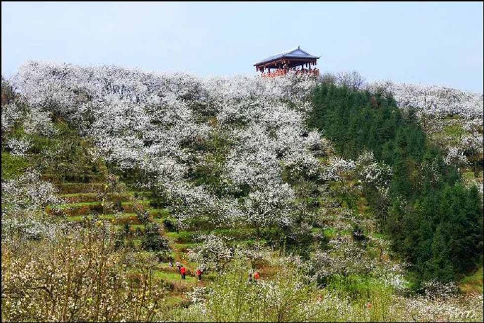 【春天，广西桂林灌阳县向您发出邀请！】我们在灌阳看梨花 - 游山玩水 - 南通生活社区 - 南通28生活网 nt.28life.net