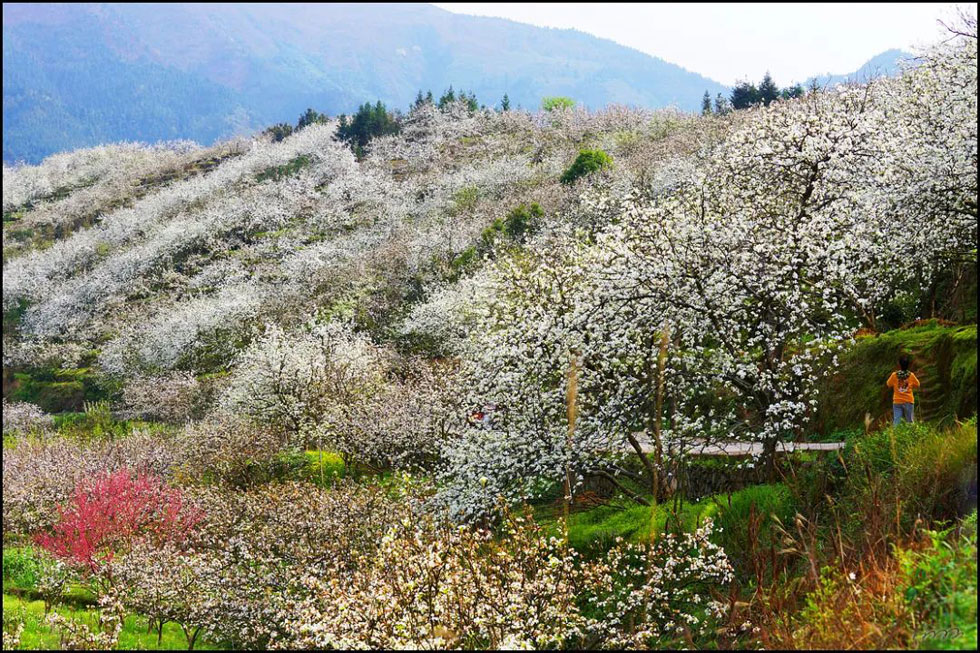 【春天，广西桂林灌阳县向您发出邀请！】我们在灌阳看梨花 - 游山玩水 - 南通生活社区 - 南通28生活网 nt.28life.net