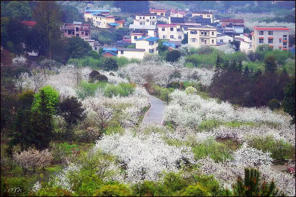 【春天，广西桂林灌阳县向您发出邀请！】我们在灌阳看梨花 - 游山玩水 - 南通生活社区 - 南通28生活网 nt.28life.net