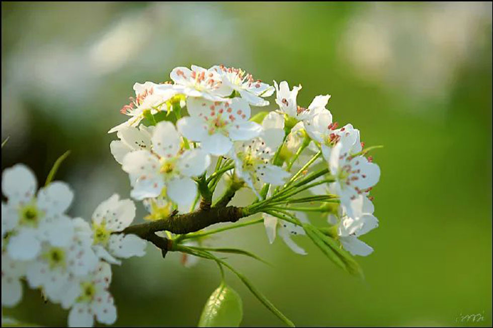 【春天，广西桂林灌阳县向您发出邀请！】我们在灌阳看梨花 - 游山玩水 - 南通生活社区 - 南通28生活网 nt.28life.net
