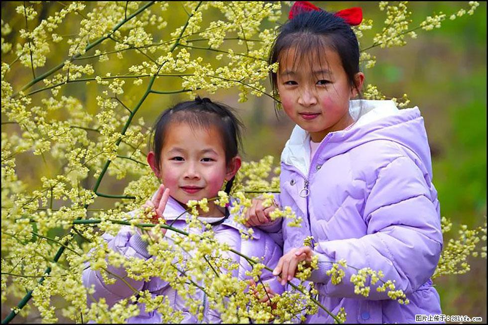 【春天，广西桂林灌阳县向您发出邀请！】米珠山前有片山苍子花在飘香 - 游山玩水 - 南通生活社区 - 南通28生活网 nt.28life.net