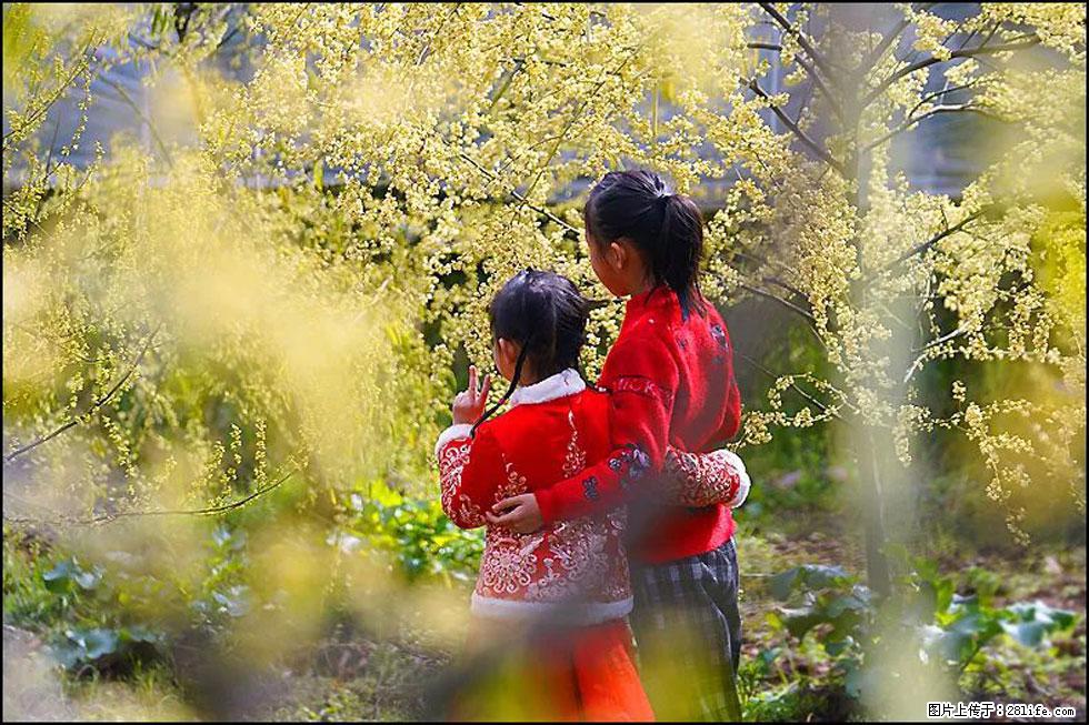 【春天，广西桂林灌阳县向您发出邀请！】米珠山前有片山苍子花在飘香 - 游山玩水 - 南通生活社区 - 南通28生活网 nt.28life.net