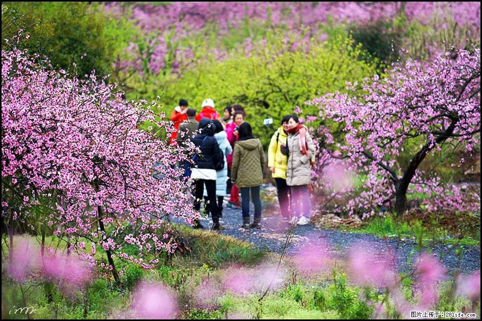 【春天，广西桂林灌阳县向您发出邀请！】官庄村有个醉美的桃花园 - 游山玩水 - 南通生活社区 - 南通28生活网 nt.28life.net