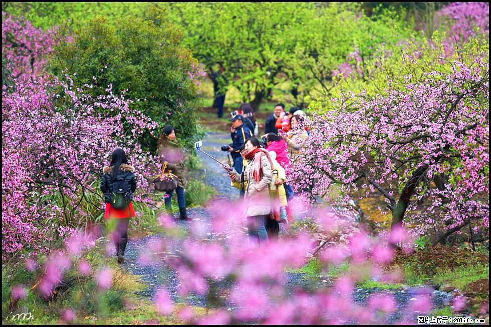 【春天，广西桂林灌阳县向您发出邀请！】官庄村有个醉美的桃花园 - 游山玩水 - 南通生活社区 - 南通28生活网 nt.28life.net