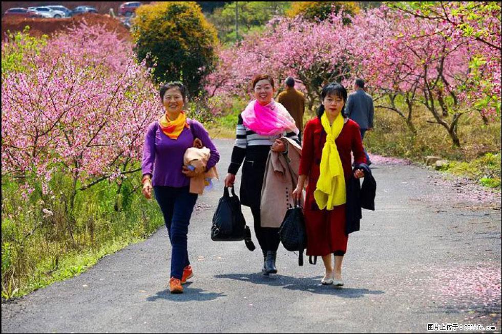 【春天，广西桂林灌阳县向您发出邀请！】官庄村有个醉美的桃花园 - 游山玩水 - 南通生活社区 - 南通28生活网 nt.28life.net
