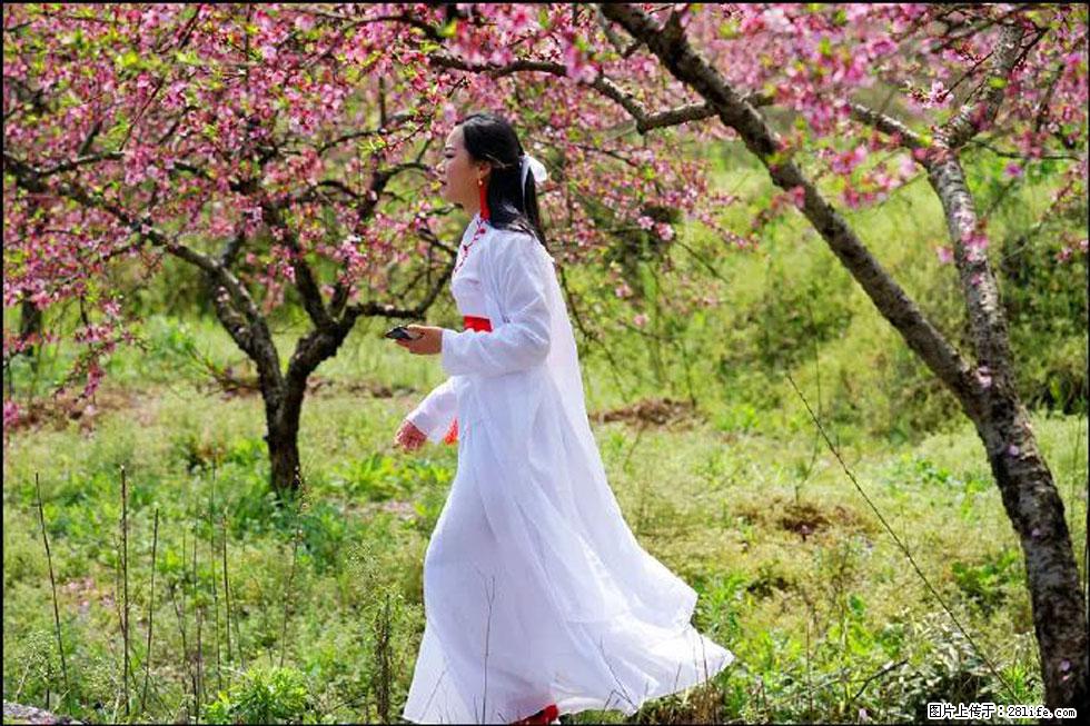 【春天，广西桂林灌阳县向您发出邀请！】官庄村有个醉美的桃花园 - 游山玩水 - 南通生活社区 - 南通28生活网 nt.28life.net