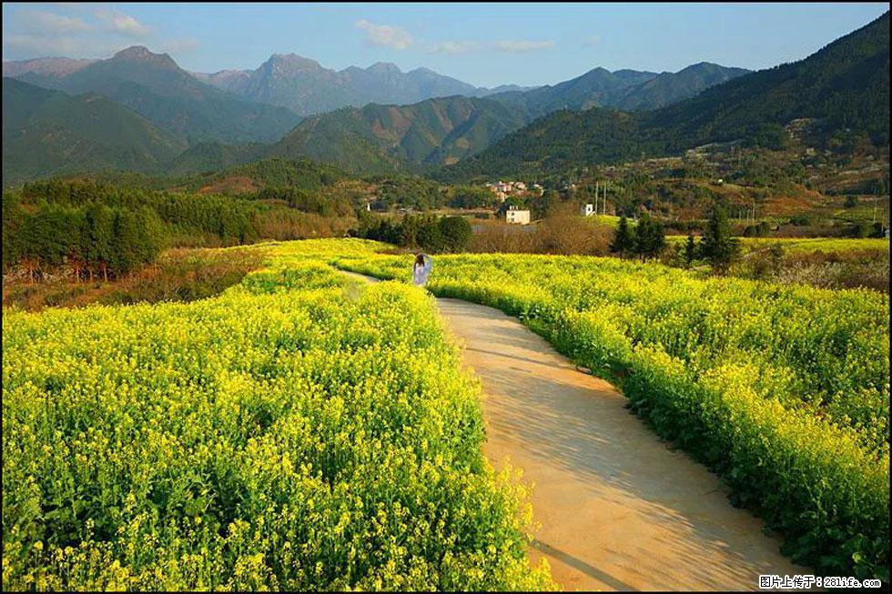 【春天，广西桂林灌阳县向您发出邀请！】长坪村油菜盛情花开 - 游山玩水 - 南通生活社区 - 南通28生活网 nt.28life.net