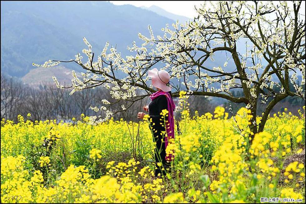 【春天，广西桂林灌阳县向您发出邀请！】长坪村油菜盛情花开 - 游山玩水 - 南通生活社区 - 南通28生活网 nt.28life.net
