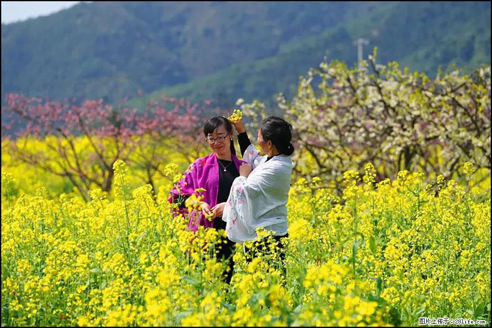 【春天，广西桂林灌阳县向您发出邀请！】长坪村油菜盛情花开 - 游山玩水 - 南通生活社区 - 南通28生活网 nt.28life.net
