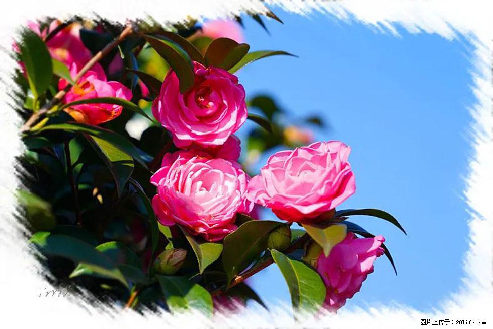 【春天，广西桂林灌阳县向您发出邀请！】杨柳井茶花惹人爱 - 游山玩水 - 南通生活社区 - 南通28生活网 nt.28life.net