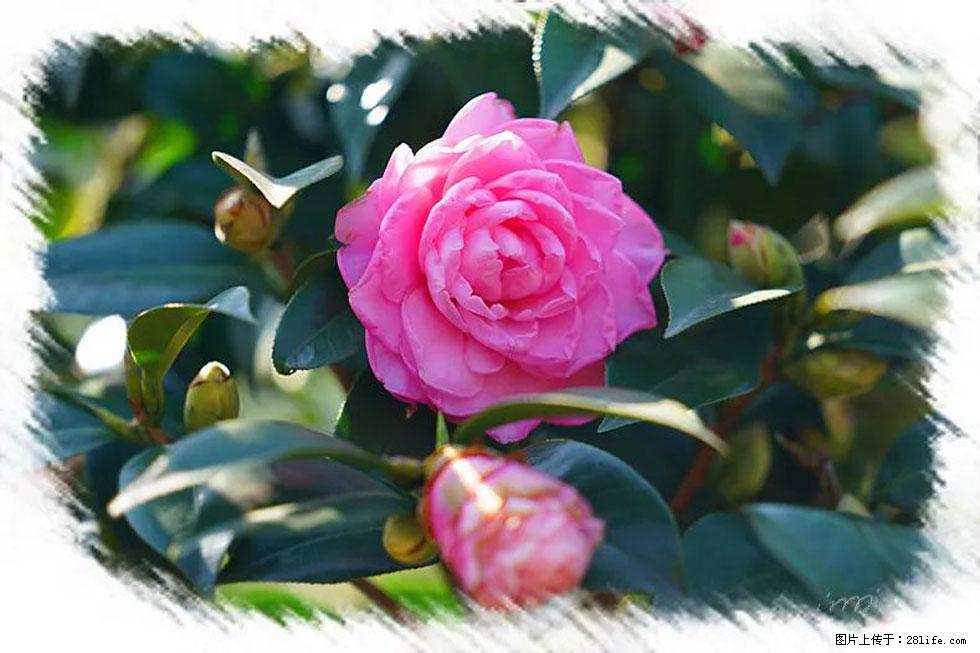 【春天，广西桂林灌阳县向您发出邀请！】杨柳井茶花惹人爱 - 游山玩水 - 南通生活社区 - 南通28生活网 nt.28life.net