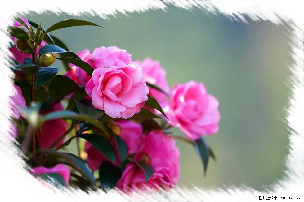 【春天，广西桂林灌阳县向您发出邀请！】杨柳井茶花惹人爱 - 游山玩水 - 南通生活社区 - 南通28生活网 nt.28life.net