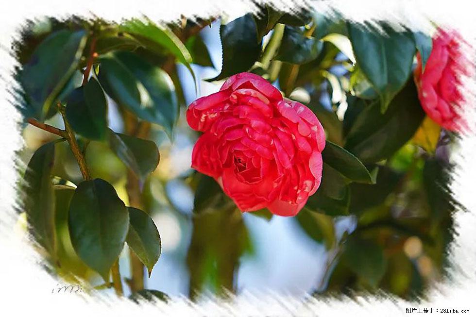 【春天，广西桂林灌阳县向您发出邀请！】杨柳井茶花惹人爱 - 游山玩水 - 南通生活社区 - 南通28生活网 nt.28life.net