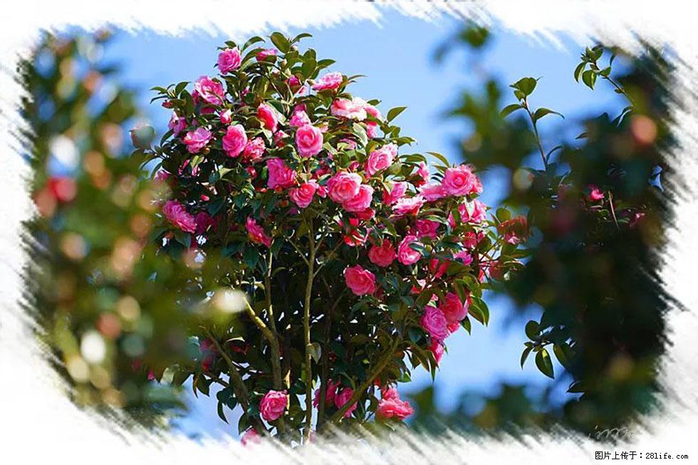 【春天，广西桂林灌阳县向您发出邀请！】杨柳井茶花惹人爱 - 游山玩水 - 南通生活社区 - 南通28生活网 nt.28life.net