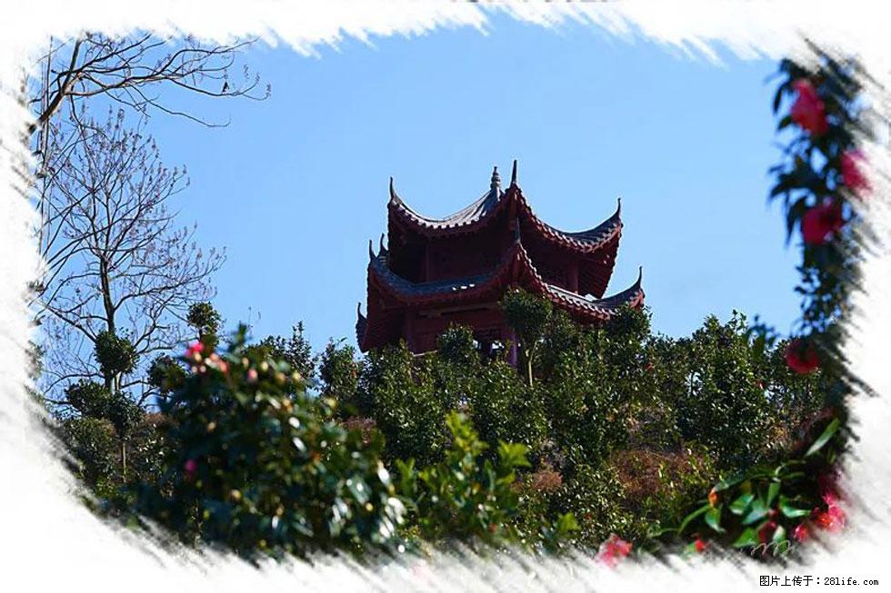 【春天，广西桂林灌阳县向您发出邀请！】杨柳井茶花惹人爱 - 游山玩水 - 南通生活社区 - 南通28生活网 nt.28life.net