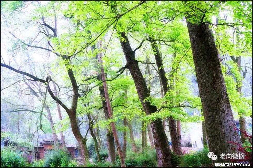 【春天，广西桂林灌阳县向您发出邀请！】在小龙村与春天约会 - 游山玩水 - 南通生活社区 - 南通28生活网 nt.28life.net