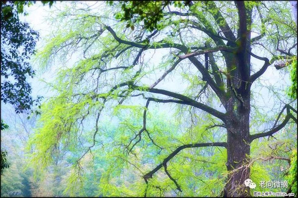 【春天，广西桂林灌阳县向您发出邀请！】在小龙村与春天约会 - 游山玩水 - 南通生活社区 - 南通28生活网 nt.28life.net