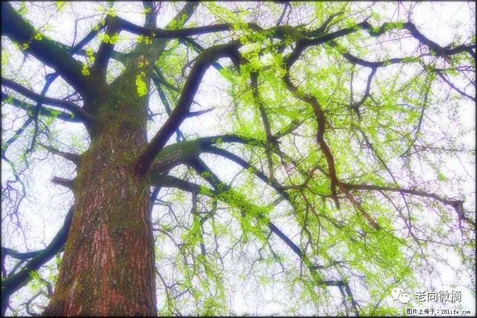 【春天，广西桂林灌阳县向您发出邀请！】在小龙村与春天约会 - 游山玩水 - 南通生活社区 - 南通28生活网 nt.28life.net