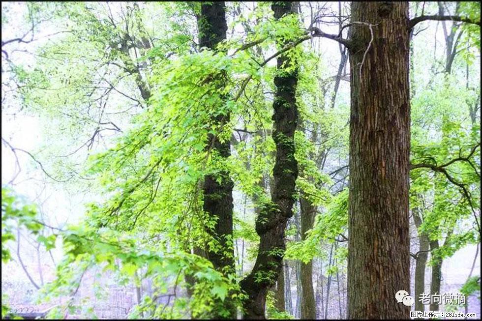 【春天，广西桂林灌阳县向您发出邀请！】在小龙村与春天约会 - 游山玩水 - 南通生活社区 - 南通28生活网 nt.28life.net