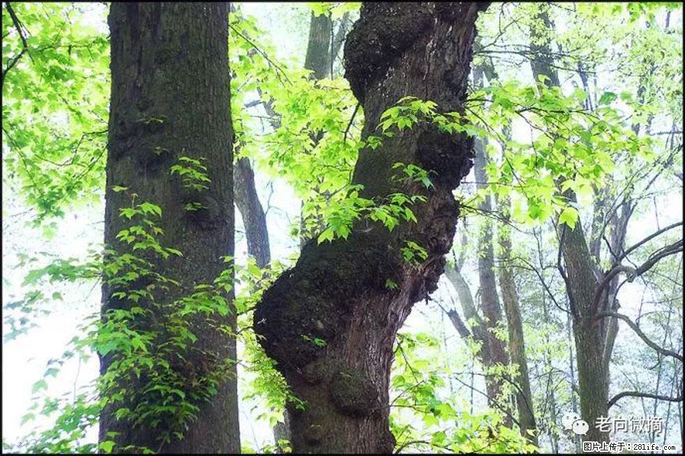 【春天，广西桂林灌阳县向您发出邀请！】在小龙村与春天约会 - 游山玩水 - 南通生活社区 - 南通28生活网 nt.28life.net