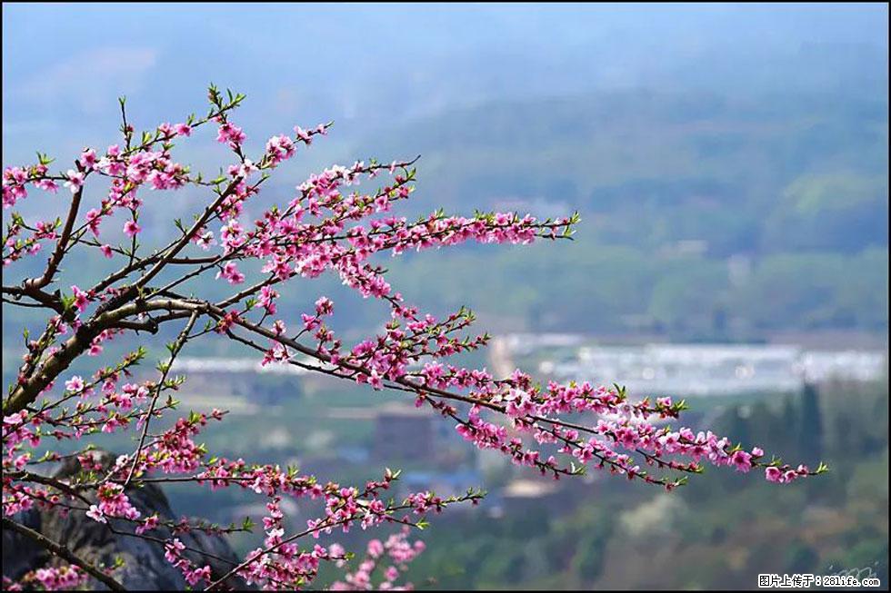 【春天，广西桂林灌阳县向您发出邀请！】望月岭上桃花开 - 游山玩水 - 南通生活社区 - 南通28生活网 nt.28life.net
