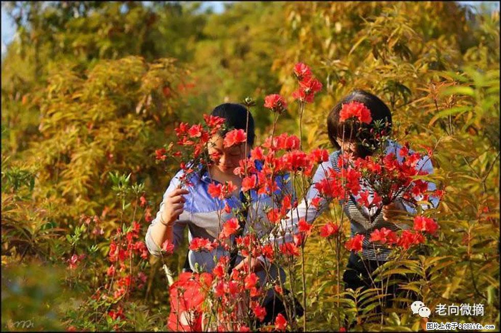 【春天，广西桂林灌阳县向您发出邀请！】登麒麟山，相约映山红 - 游山玩水 - 南通生活社区 - 南通28生活网 nt.28life.net