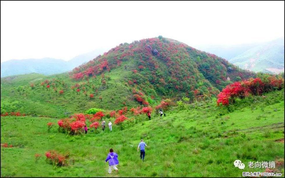 【春天，广西桂林灌阳县向您发出邀请！】宝盖山上映山红 - 游山玩水 - 南通生活社区 - 南通28生活网 nt.28life.net