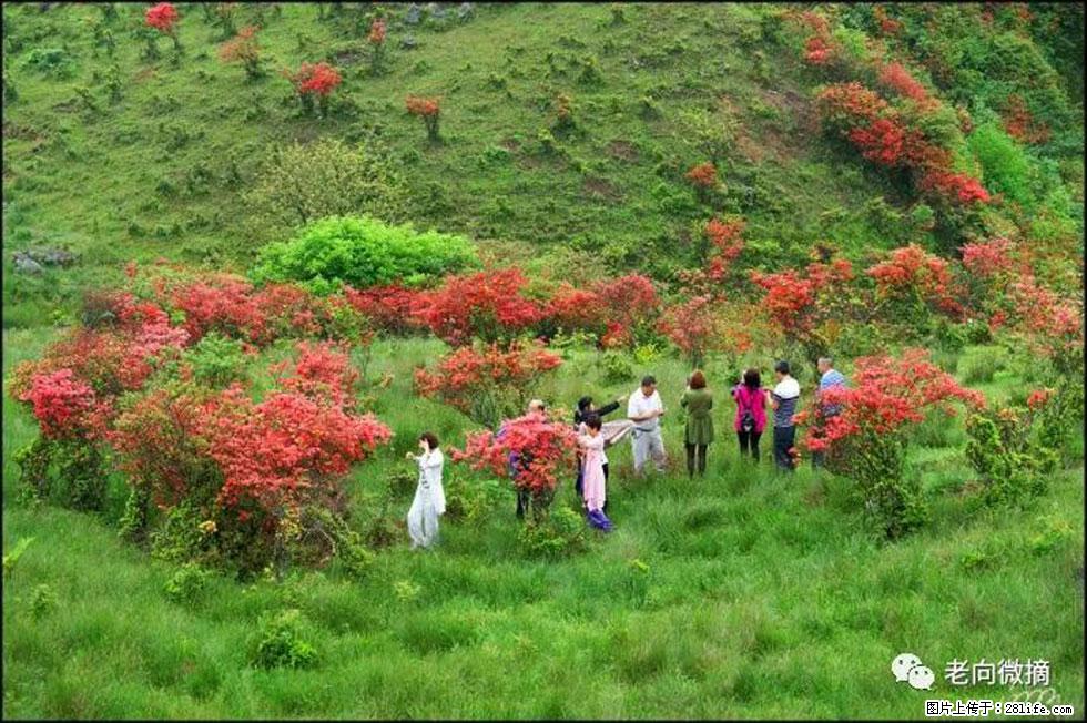 【春天，广西桂林灌阳县向您发出邀请！】宝盖山上映山红 - 游山玩水 - 南通生活社区 - 南通28生活网 nt.28life.net