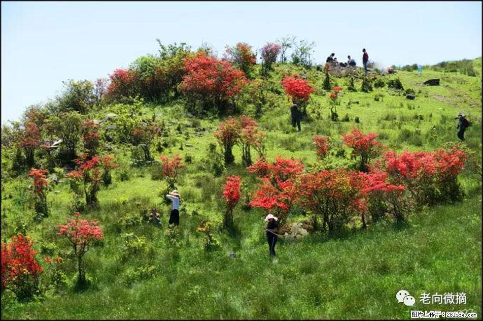 【春天，广西桂林灌阳县向您发出邀请！】宝盖山上映山红 - 游山玩水 - 南通生活社区 - 南通28生活网 nt.28life.net