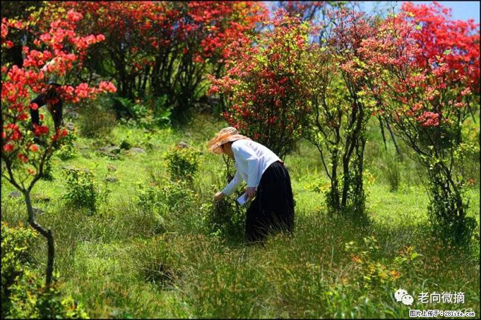 【春天，广西桂林灌阳县向您发出邀请！】宝盖山上映山红 - 游山玩水 - 南通生活社区 - 南通28生活网 nt.28life.net