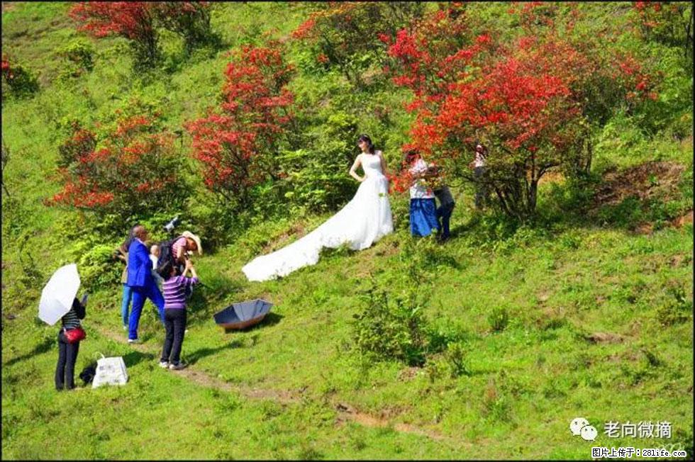 【春天，广西桂林灌阳县向您发出邀请！】宝盖山上映山红 - 游山玩水 - 南通生活社区 - 南通28生活网 nt.28life.net