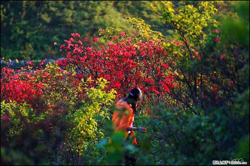 【春天，广西桂林灌阳县向您发出邀请！】春木界上映山红 - 游山玩水 - 南通生活社区 - 南通28生活网 nt.28life.net