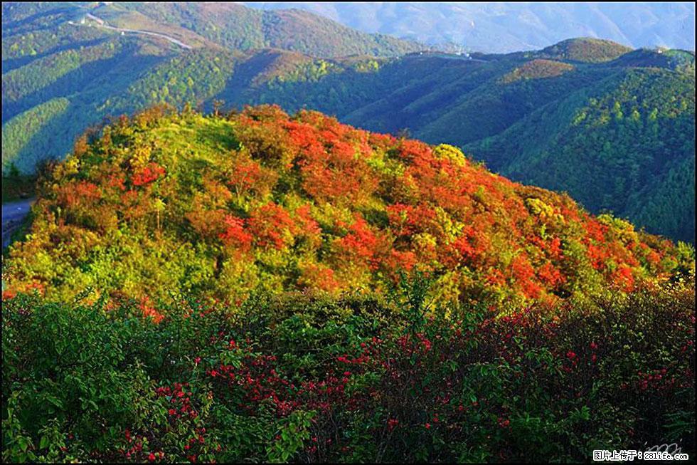 【春天，广西桂林灌阳县向您发出邀请！】春木界上映山红 - 游山玩水 - 南通生活社区 - 南通28生活网 nt.28life.net