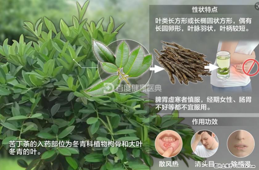 苦丁茶有哪些功效和作用 - 生活百科 - 南通生活社区 - 南通28生活网 nt.28life.net