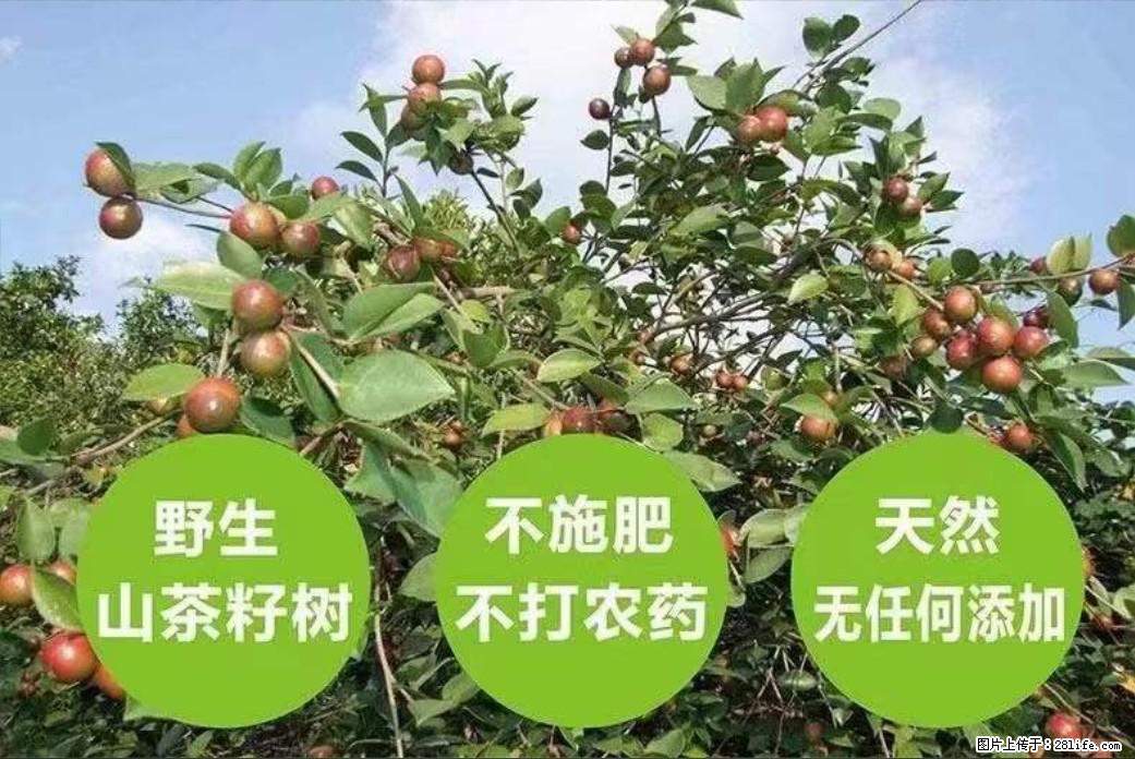 【灌阳县油茶产业示范区】一个有着充实的精神生活的人，对待身外之物自会有一种淡泊的态度 - 土特产 - 饮食特产 - 南通分类信息 - 南通28生活网 nt.28life.net
