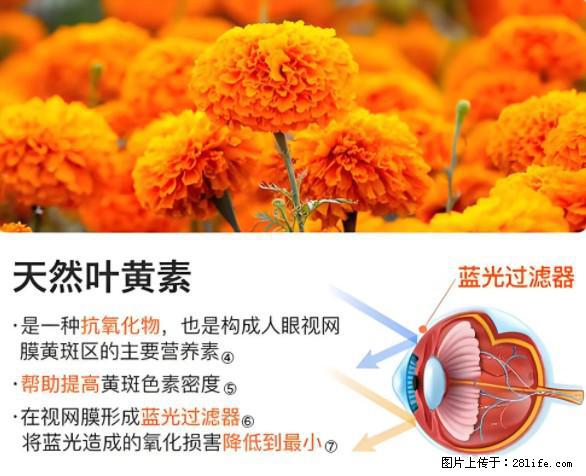 叶黄素有什么功效和作用 - 生活百科 - 南通生活社区 - 南通28生活网 nt.28life.net