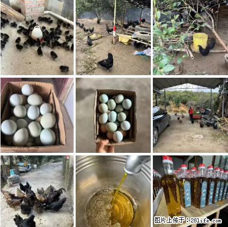油茶园从小鸡仔开始养起的纯土鸡、土鸡蛋可以预定啦！还有前几天刚榨的纯山茶油哦 - 土特产 - 饮食特产 - 南通分类信息 - 南通28生活网 nt.28life.net