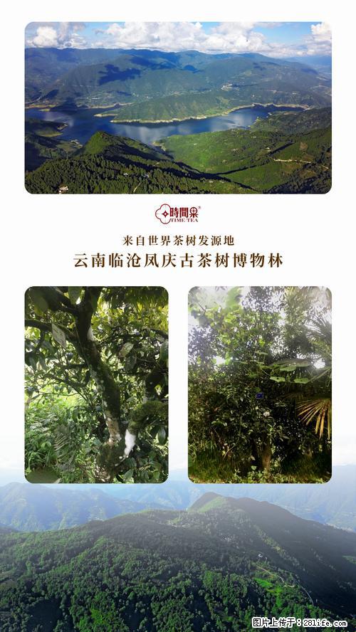 时间果百年古树2025年春红茶 - 购物交流 - 南通生活社区 - 南通28生活网 nt.28life.net