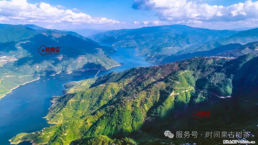 时间果百年古树龙珠普洱生茶 - 购物交流 - 南通生活社区 - 南通28生活网 nt.28life.net