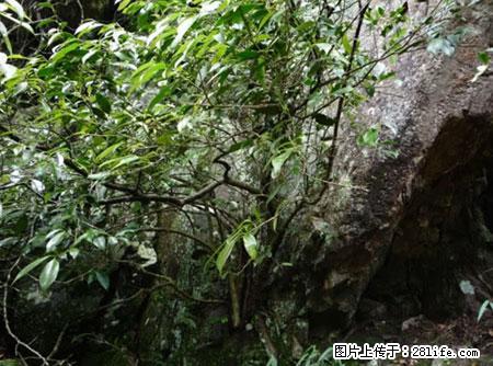 平乐石崖茶，珍贵仅次于金花茶 - 南通生活资讯 - 南通28生活网 nt.28life.net