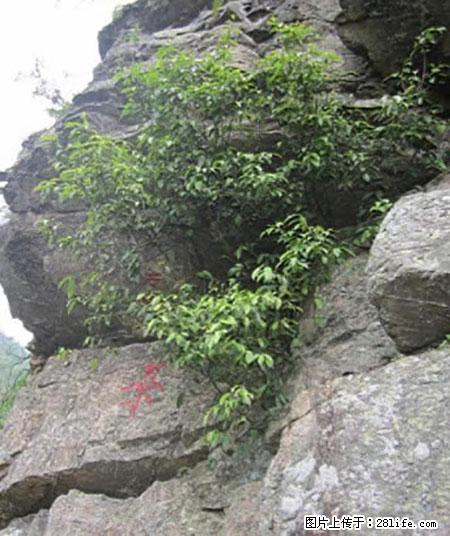 平乐石崖茶，珍贵仅次于金花茶 - 南通生活资讯 - 南通28生活网 nt.28life.net