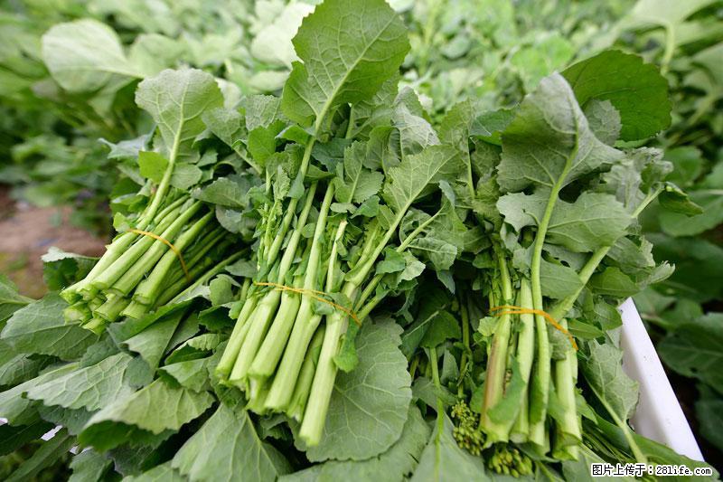 这些蔬菜是“天然钙片”，这6种被医生重点推荐 - 南通生活资讯 - 南通28生活网 nt.28life.net